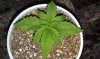 OG Kush seedling 10-21-13 -1.jpg