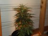 white widow grow 006.jpg