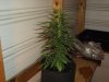 white widow grow 008.jpg