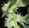 3 KosherKush-closeup.JPG