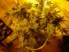 Afghan Kush x Yumbolt. 10-23   31 days flowering..jpg