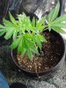 FIM'D & LST'D Grapefruit - veg. 10-24.jpg