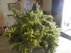 JacK Herer Harvest 10 2013 018.jpg