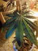 Fucking Incredible leaf. 10-27.jpg