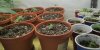 11 New Seedlings.jpg