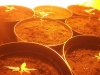 day 10 seedling 2.jpg