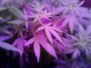 Grape God & Pure Kush. flowering 10-28.jpg