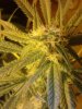 Bluecheese. 28 days flowering. 10-29.jpg