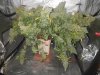 JacK Herer Harvest 10 2013 006.jpg