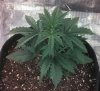 Trans Siberian Auto Flower 1 Day 15.jpg