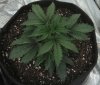 Trans Siberian Auto Flower 2 Day 15.jpg