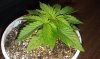 OG Kush seedling 10-22-13.jpg