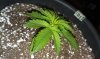 OG Kush seedling 10-22-13 -6.jpg