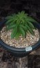 OG Kush seedling 10-31-13 -1.jpg