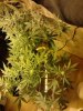 Grape God & Pure Kush flowering. 11 days. 11-04.jpg