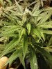 Blueberry Yum Yum (Indica pheno) 11-04.jpg