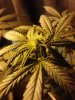 Pure Kush. 11 days 11-04 (test)..jpg