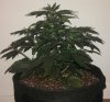 Trans_Siberian_autoflower_2side.jpg