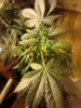 FIM'D Sx1. 4 days flowering. 11-08.jpg