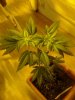 Silver Bullet (female) 4 days 11-08.jpg