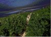 largest-marijuana-plantation-baja.jpg