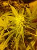 Grape God. dosed p3. 11-09 14 days flowering..jpg