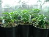 4 weeks from seed001.jpg