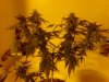 Afghan day 50 finshed w 50% milky 50% amber trichs. 11-11.jpg