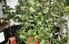 Nov 5 N Lights x Big Bud AutoMain1.jpg