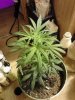 Jack The Ripper#1 flower. 11-14.jpg