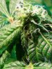 Pure Kush. 21 days. 11-14.jpg