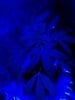 Mazar x White Rhino. veg (blue light special) ;) 11-14.jpg