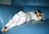 Funny-Dog-Picture-10.jpg