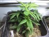 Blue Bubba Master day 1 flower.jpg