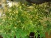 Grape God & Pure Kush. 13 days flowering. 11-08.jpg