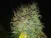 Big Bang Bud 3.jpg