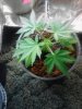 topped once Bluedream#1. veg 11-17.jpg