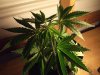 white widow grow 016.jpg