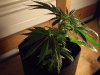 white widow grow 017.jpg