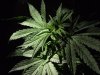 white widow grow 019.jpg