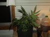 white widow grow 034.jpg