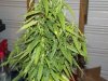 white widow grow 014.jpg