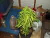 white widow grow 041.jpg