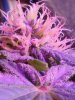 Purple Voodoo#2. 10 days. 11-18.jpg