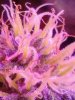 Purple Voodoo#1. day 10 . 11-18.jpg