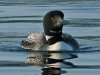 loon, common 08-29 c.jpg