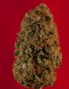 Violator Kush sw-5127.jpg