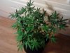 Pure Kush. start of flower. day 24. 11-21.jpg