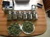 Bud Stash 112413-018.jpg