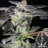 Cannaventure-Seeds-Flaming-Cookies.jpg